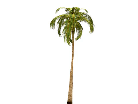 Coconut tree 3D Model