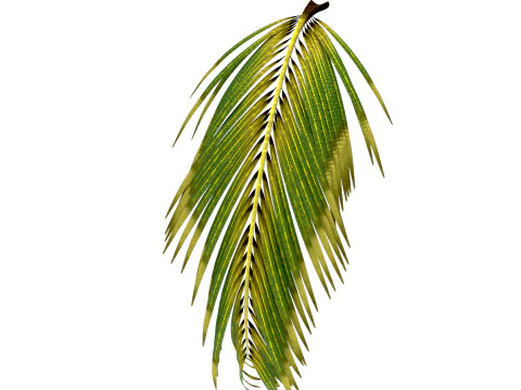 Coconut tree 3D Model