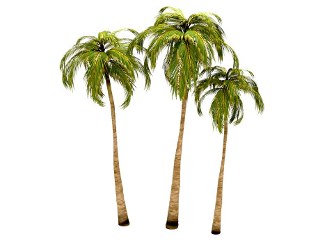 Coconut tree 3D Model