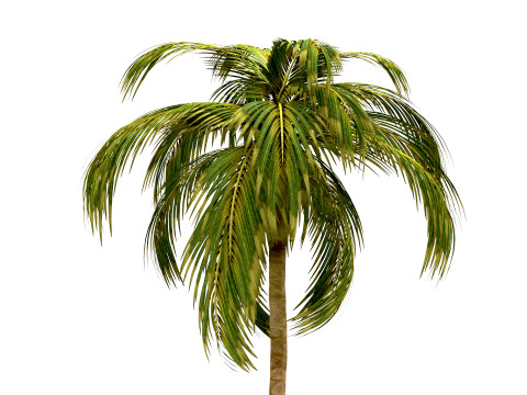 नारियल का पेड़ 3D मॉडल