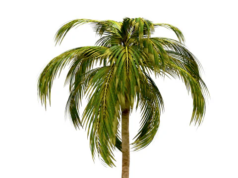 Coconut tree 3D Model