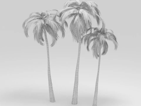 Coconut tree 3D Model
