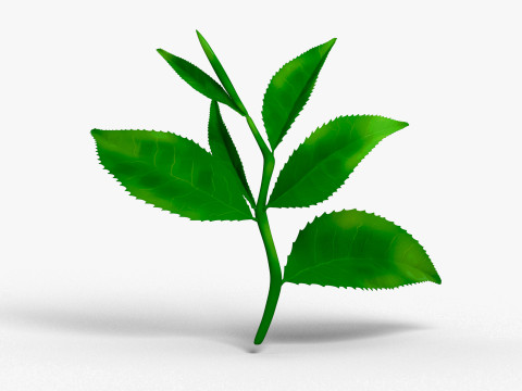 Foglie di tè Modello 3D