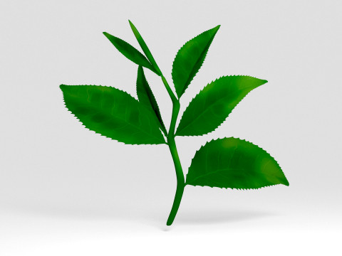 찻잎 3D 모델