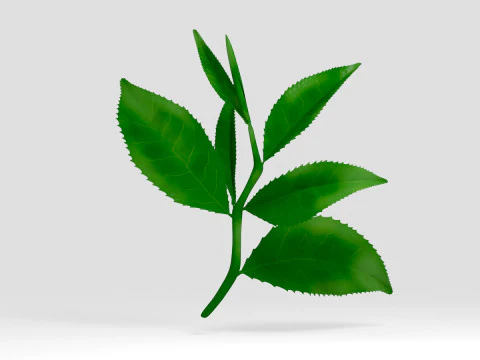 Tea leaves 3D Model