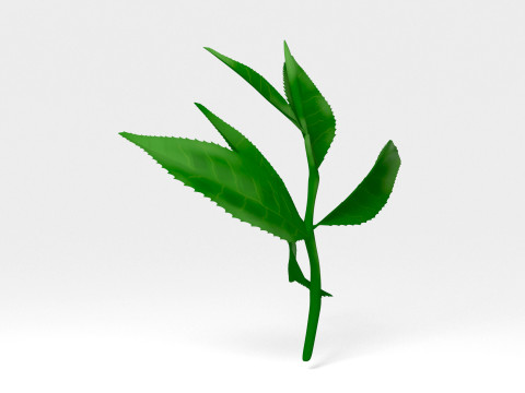 찻잎 3D 모델