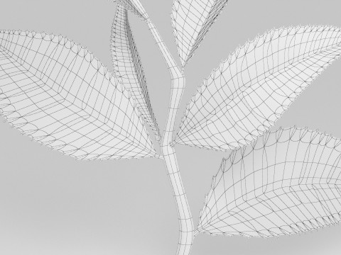 찻잎 3D 모델