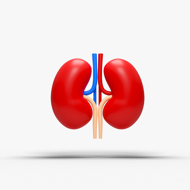Kidney cartoon 3D Model .c4d .max .obj .3ds .fbx .stl .blend