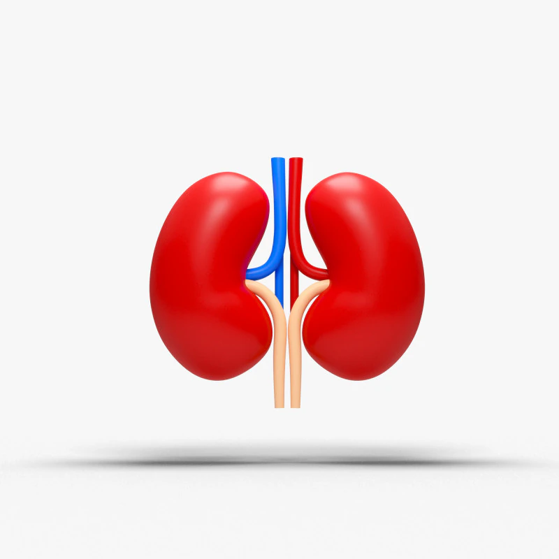 Kidney cartoon 3D Model .c4d .max .obj .3ds .fbx .stl .blend 