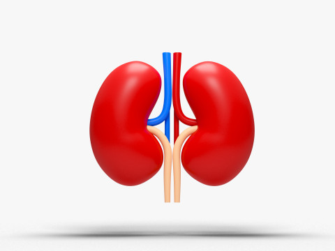 dibujos animados de riñón Modelo 3D