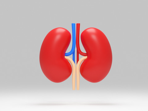 Kidney cartoon 3D Model