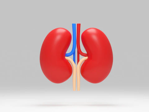 Kidney cartoon 3D Model