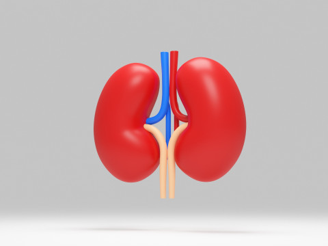 Kidney cartoon 3D Model