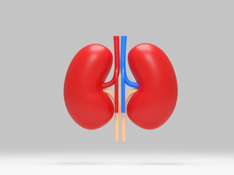 Kidney cartoon 3D Model