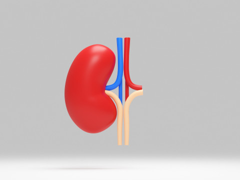 Kidney cartoon 3D Model
