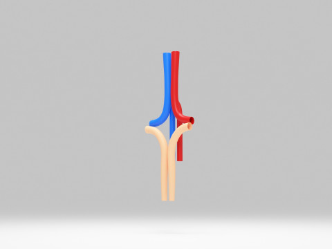 Kidney cartoon 3D Model