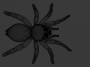 spider Modèle 3D
