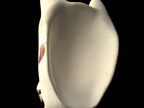 Japanese Kitsune Fox Mask Model 3D