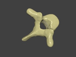 thoracic vertebra 3Dモデル