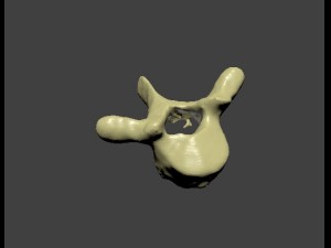 thoracic vertebra 3Dモデル