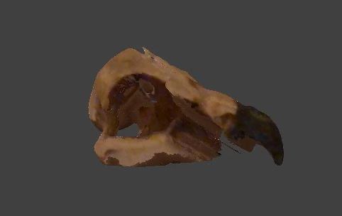 eagle skull 3D Model .c4d .max .obj .3ds .fbx .stl .blend 