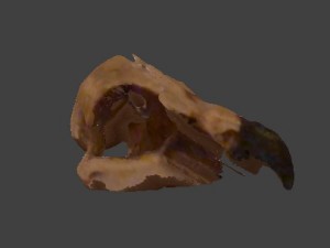 eagle skull 3D 모델