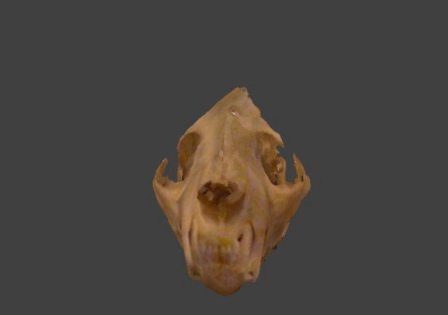 bobcat skull 3D 模型 .c4d .max .obj .3ds .fbx .stl .blend 