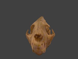 bobcat skull 3D 모델