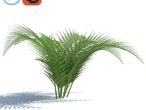 fern with wind effect 3D Model
