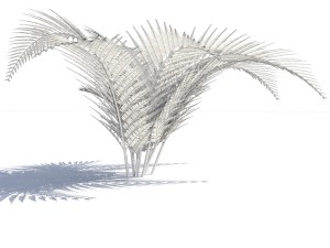 fern with wind effect 3D Model