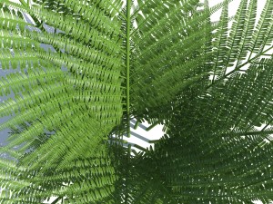fern with wind effect 3D Model