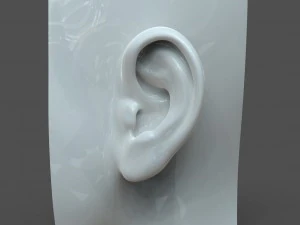 cad-friendly casual woman ear model f1p1d0v1ear 3D Model