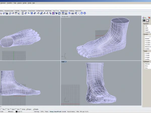 cad compatible female foot model f1p1d0v1feet 3D Model