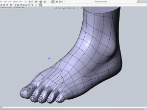 cad compatible female foot model f1p1d0v1feet 3D Model