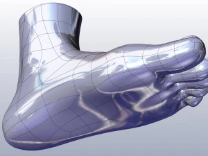 cad compatible female foot model f1p1d0v1feet 3D Model