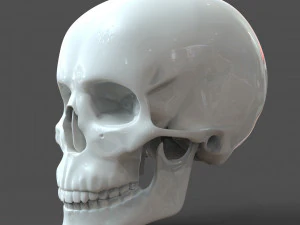 cad compatible human skull model m3p1d1v1skull 3D Model
