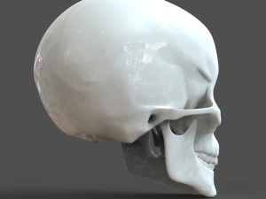 cad compatible human skull model m3p1d1v1skull 3D Model