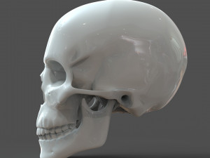 cad compatible human skull model m3p1d1v1skull 3D 模型