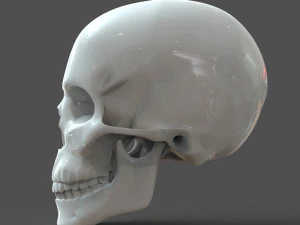 cad compatible human skull model m3p1d1v1skull 3D Model
