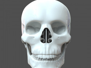 cad compatible human skull model m3p1d1v1skull 3D 模型