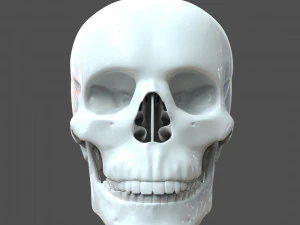 cad compatible human skull model m3p1d1v1skull 3D Model