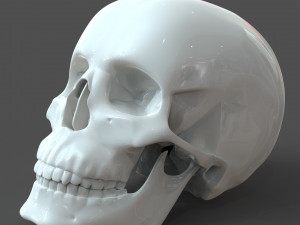 cad compatible human skull model m3p1d1v1skull 3D 模型