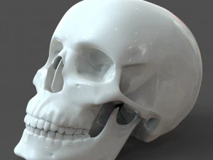 cad compatible human skull model m3p1d1v1skull 3D Model