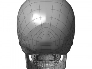 cad compatible human skull model m3p1d1v1skull 3D 模型