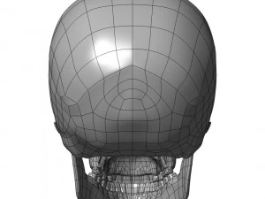 cad compatible human skull model m3p1d1v1skull 3D Model