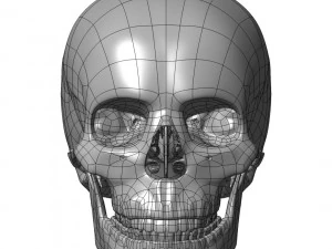 cad compatible human skull model m3p1d1v1skull 3D Model