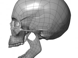 cad compatible human skull model m3p1d1v1skull 3D Model