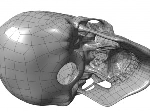 cad compatible human skull model m3p1d1v1skull 3D 模型
