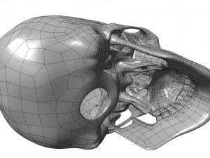 cad compatible human skull model m3p1d1v1skull 3D Model