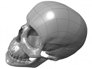 cad compatible human skull model m3p1d1v1skull 3D Model